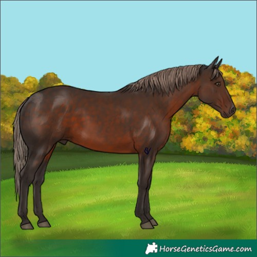 Horse Color:Liver Chestnut 