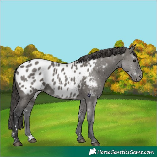Horse Color:Grullo Appaloosa 