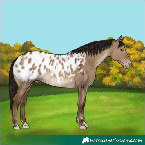 Horse Color:Gray Classic Champagne Dun Appaloosa 