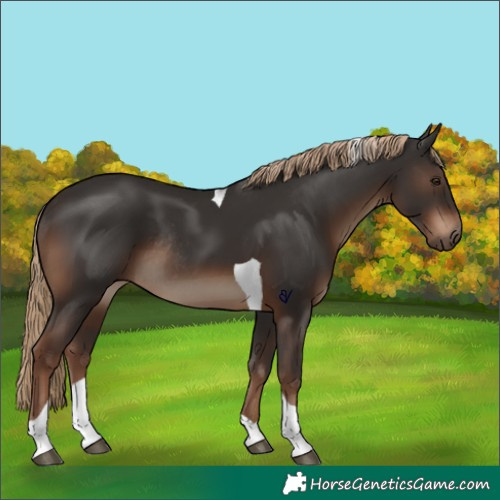 Horse Color:Liver Chestnut Tobiano Rabicano