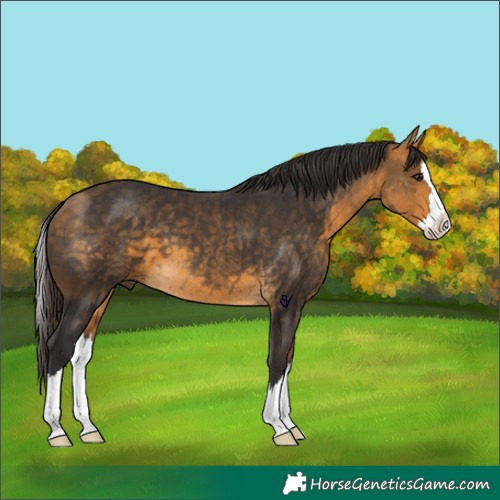 Horse Color:Buckskin Splash