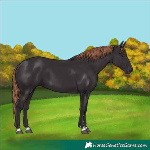 Horse Color:Liver Chestnut