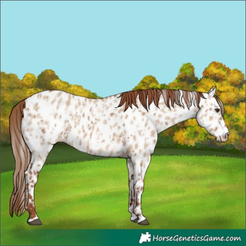Horse Color:Red Dun Appaloosa  and Red Dun Appaloosa 
