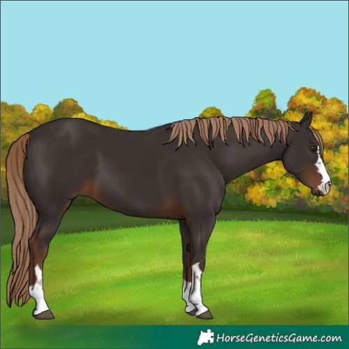 Horse Color:Liver Chestnut Rabicano 