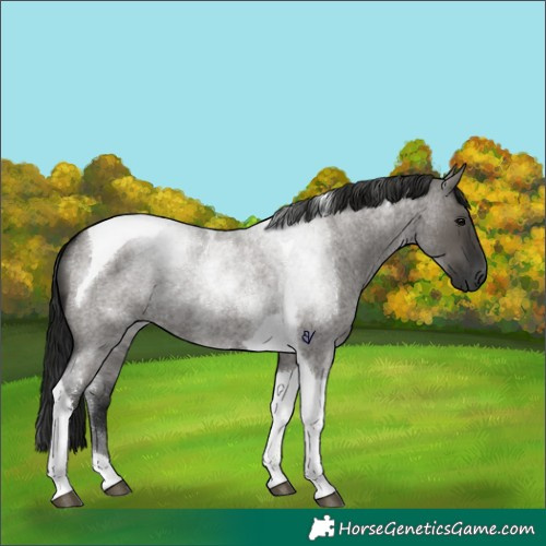 Horse Color:Gray Grullo Roan Tobiano