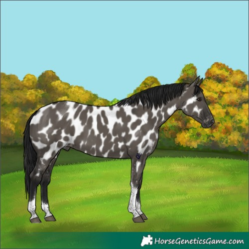 Horse Color:Gray Grullo Tobiano Appaloosa