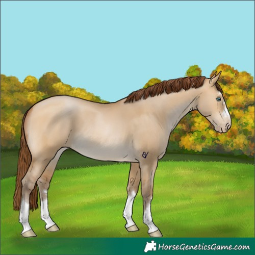 Horse Color:Gray Buckskin Pearl Dun