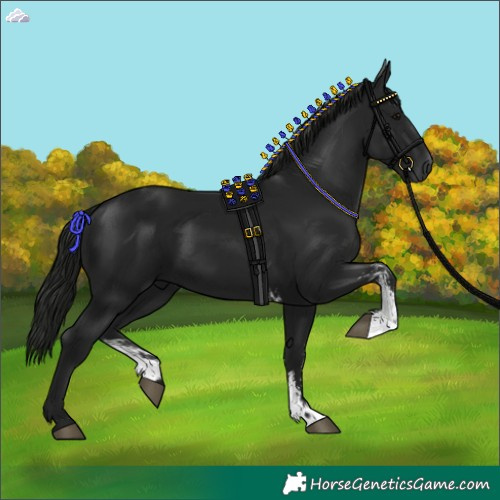 Horse Color:Gray Black Sabino 