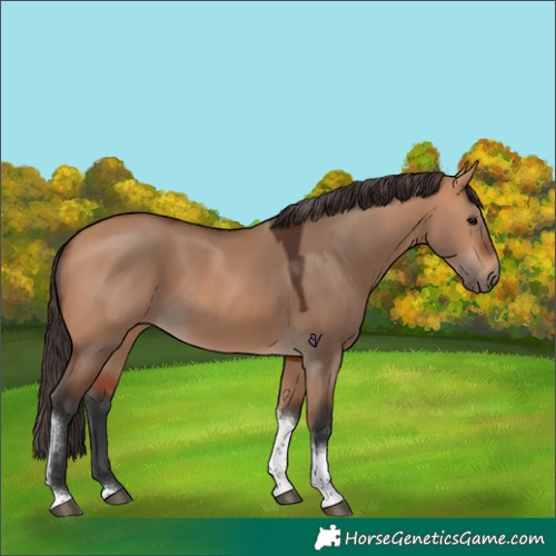 Horse Color:Bay Dun Tobiano
