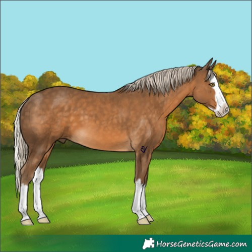 Horse Color:Chocolate Palomino Splash 