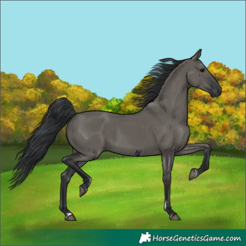 Horse Color:Grullo Rabicano