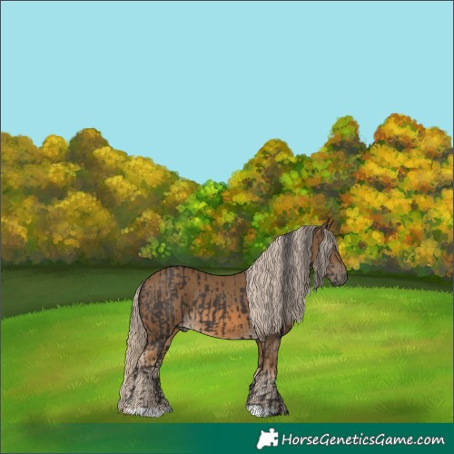 Horse Color:Smoky Black  and Chocolate Palomino 