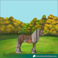 Horse Color:Smoky Black  and Chocolate Palomino 