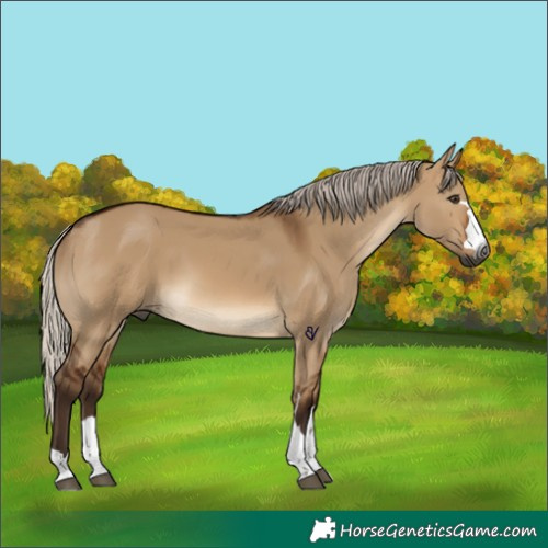 Horse Color:Gray Silver Brown Dun 