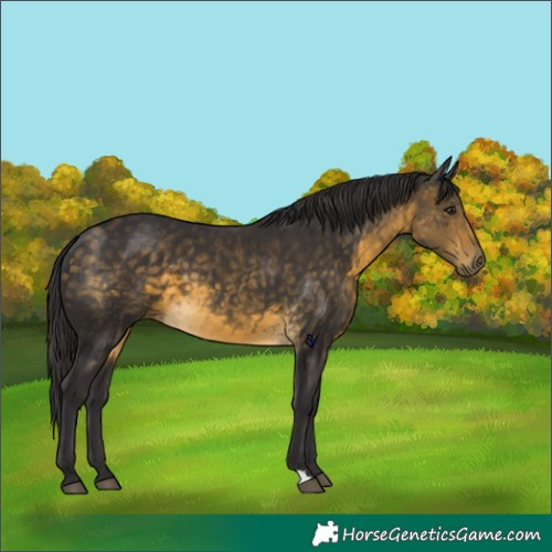 Horse Color:Buckskin