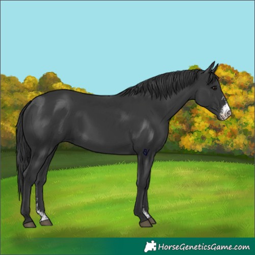 Horse Color:Black Sabino 
