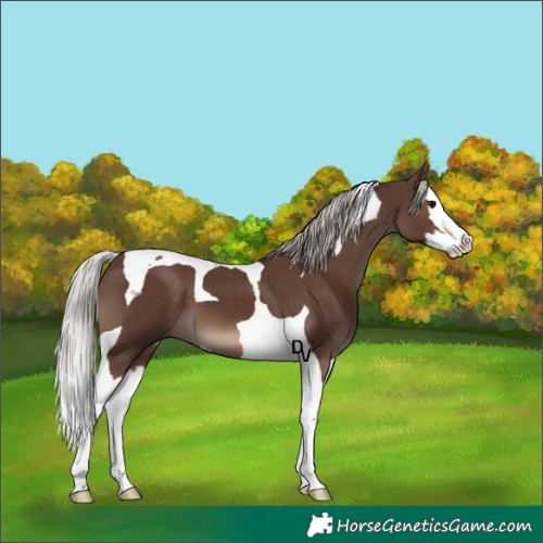 Horse Color:Silver Black Splash Tobiano
