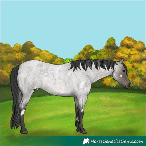 Horse Color:White Spotted Grullo Roan 