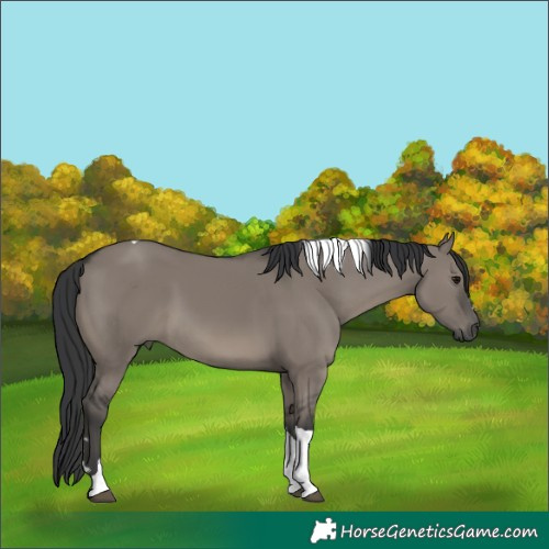 Horse Color:Grullo Tobiano