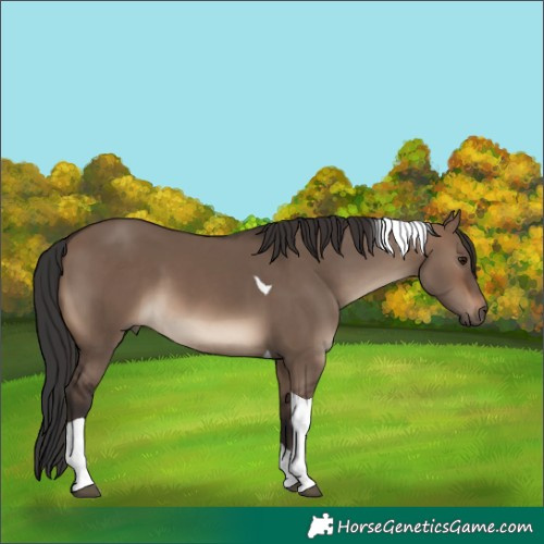 Horse Color:Brown Dun Tobiano