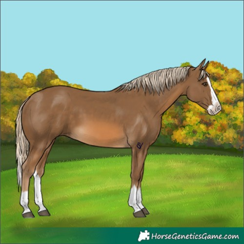 Horse Color:Chocolate Palomino Splash