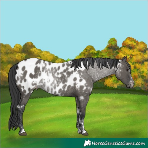 Horse Color:White Spotted Grullo Appaloosa Rabicano 