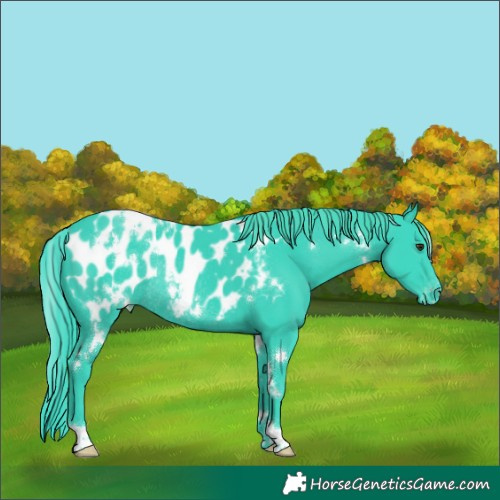 Horse Color:Watercolor White Spotted Black Appaloosa Rabicano