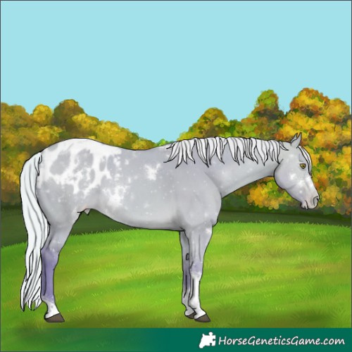 Horse Color:Watercolor White Spotted Silver Buckskin Dun Tobiano Appaloosa Rabicano 