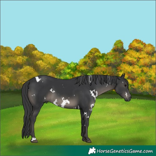 Horse Color:White Spotted Black