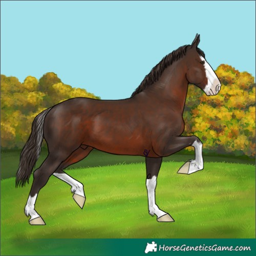 Horse Color:Liver Chestnut Splash