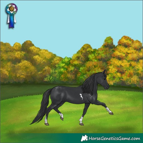 Horse Color:Black Tobiano 