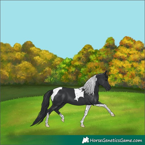 Horse Color:Black Tobiano 