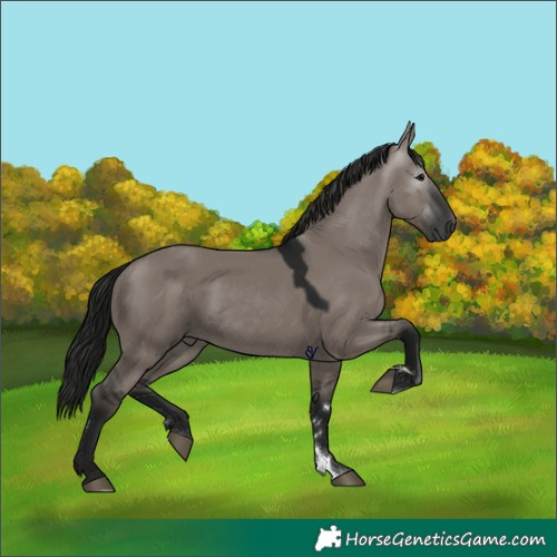Horse Color:Gray Grullo Rabicano 