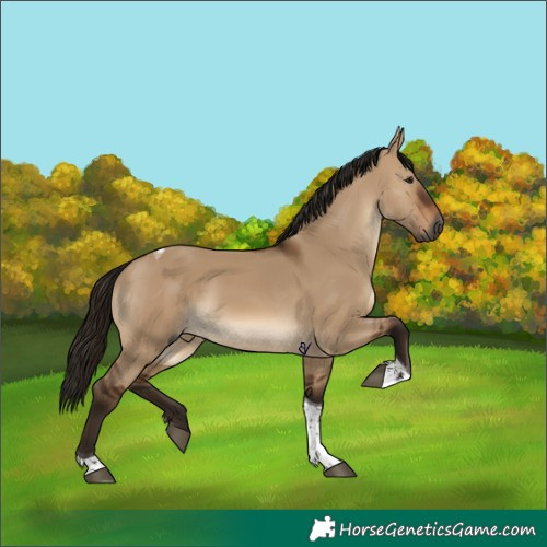 Horse Color:Gray Bay Dun Tobiano