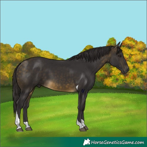 Horse Color:Buckskin Tobiano Rabicano
