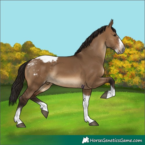 Horse Color:Gray Bay Dun Splash Tobiano Appaloosa 