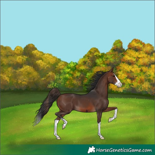Horse Color:Brown Splash