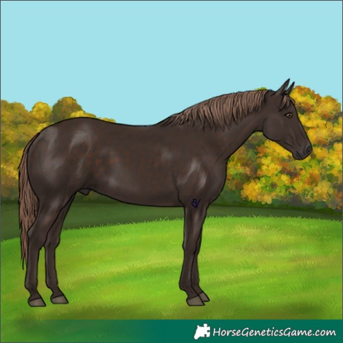 Horse Color:Liver Chestnut 