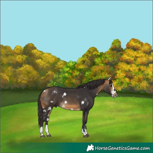 Horse Color:Buckskin Sabino Splash