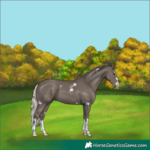 Horse Color:Silver Smoky Black Splash 