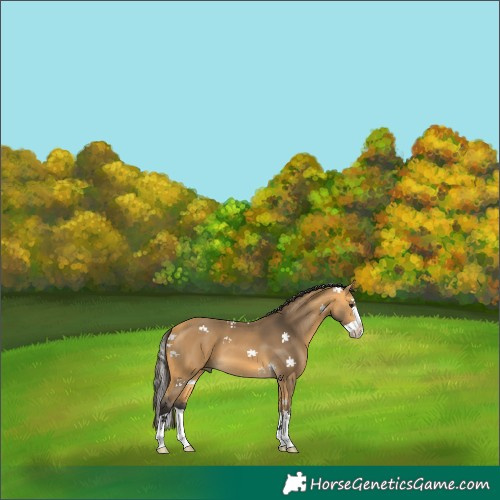 Horse Color:Buckskin Splash 