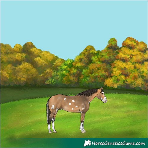 Horse Color:Buckskin Splash 