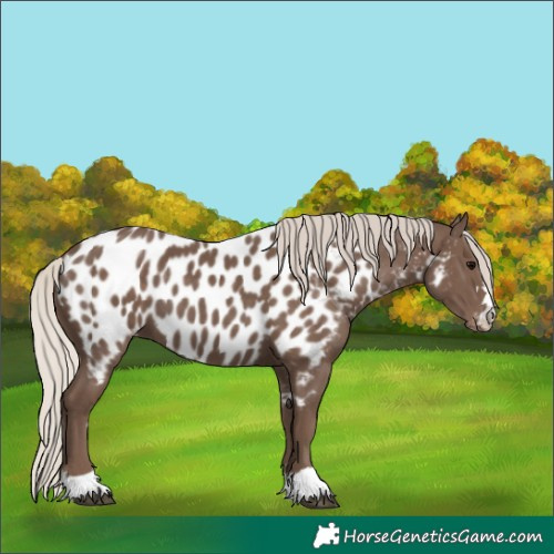 Horse Color:Silver Black Appaloosa
