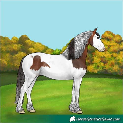 Horse Color:Bay Splash Tobiano Rabicano 