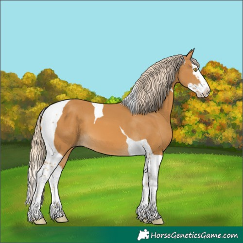 Horse Color:Palomino Splash Tobiano 