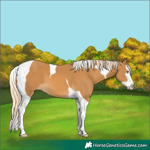 Horse Color:Palomino Splash Tobiano 