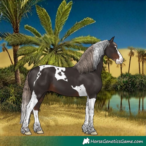 Horse Color:Liver Chestnut Splash Tobiano