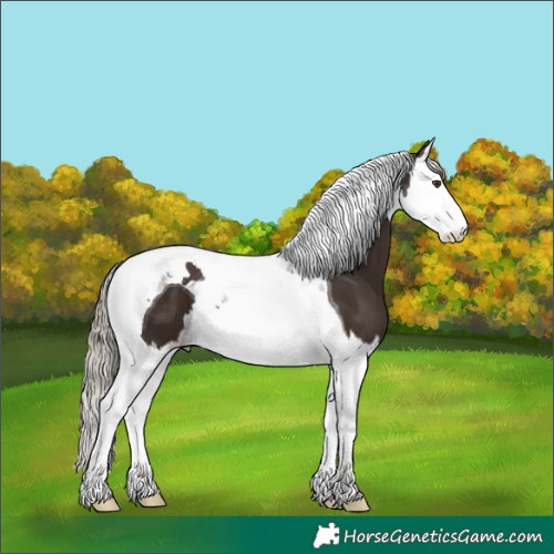Horse Color:Liver Chestnut Splash Tobiano
