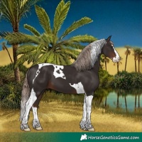 Horse Color:Liver Chestnut Splash Tobiano