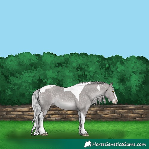 Horse Color:Platinum Silver Brown Dun Splash Tobiano Appaloosa Rabicano